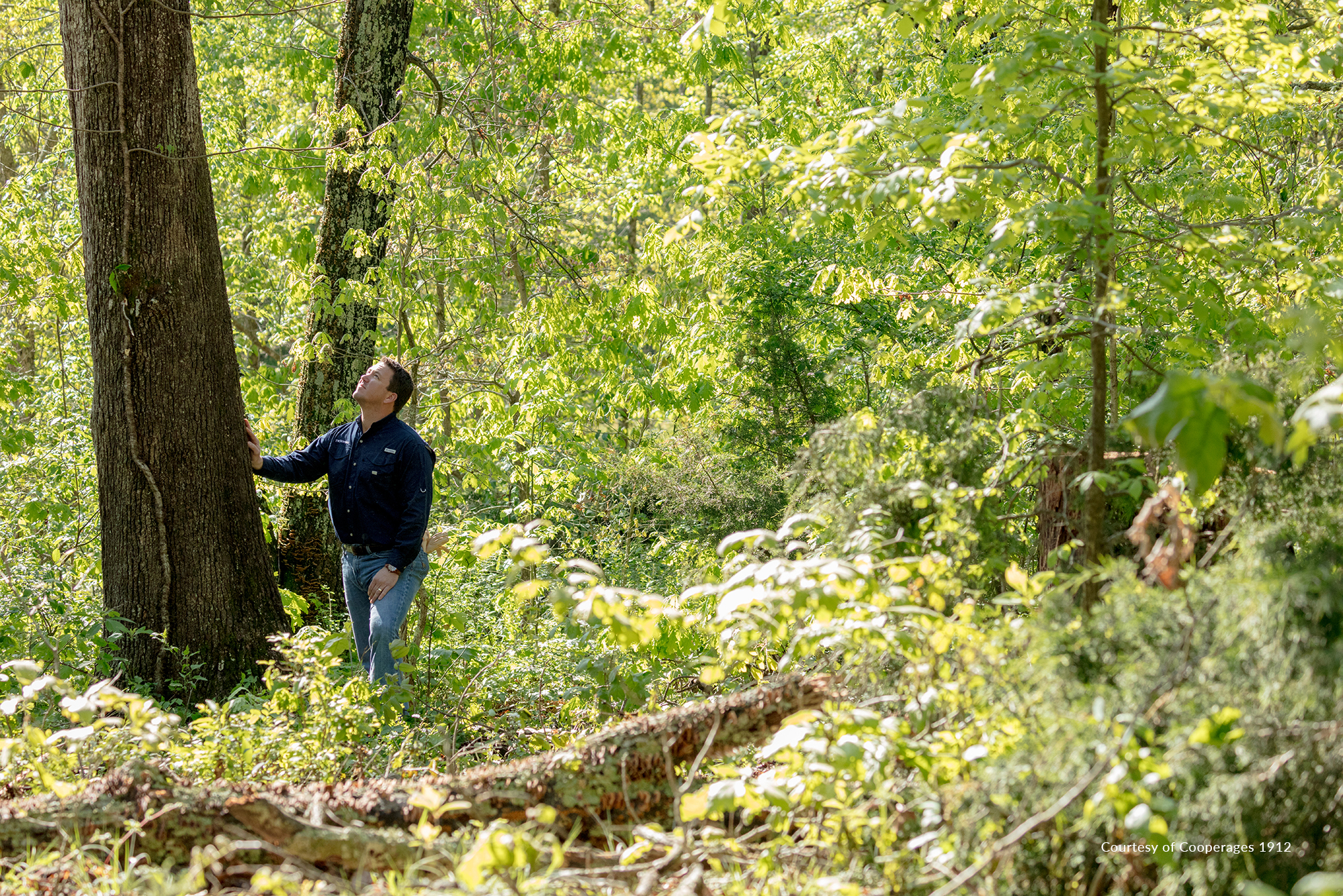 Featured image for “Cooperages 1912 Strengthens Dedication to Sustainable Wood Sourcing with SFI Chain of Custody Certification on TW Boswell American Oak Barrels”