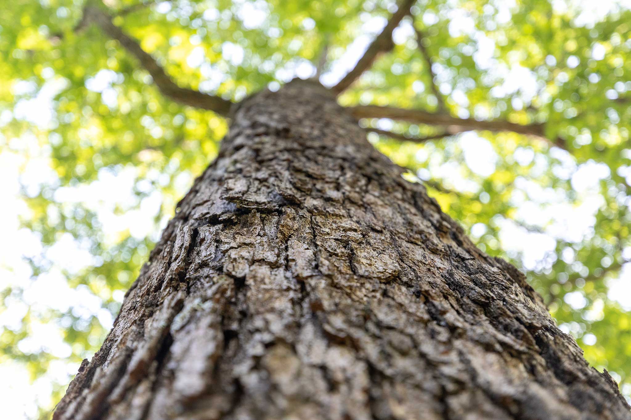 Featured image for “TW Boswell and World Cooperage Earn Certification to Sustainable Forestry Initiative Standards”