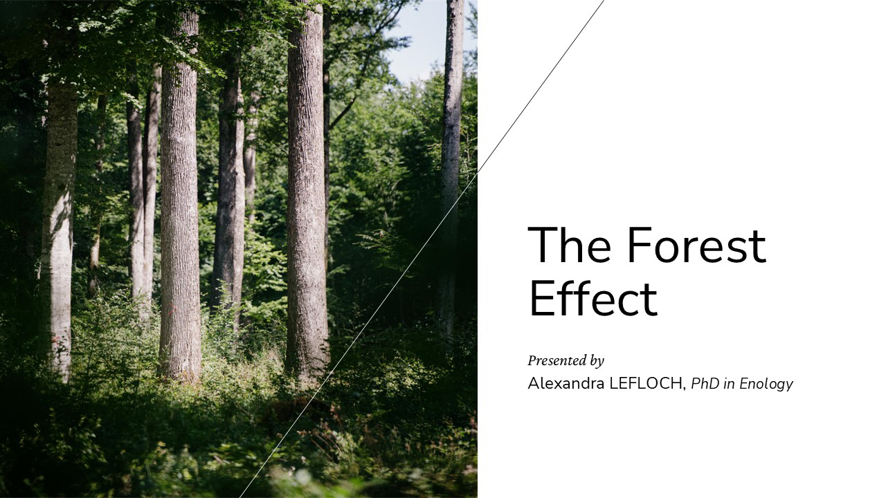 Featured image for “The Forest Effect: How French Forest Origins Shape the Sensory and Chemical Evolution of Wine”
